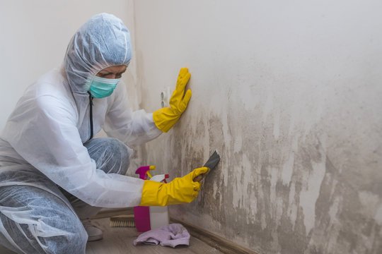 Professional Mold Remediation Service